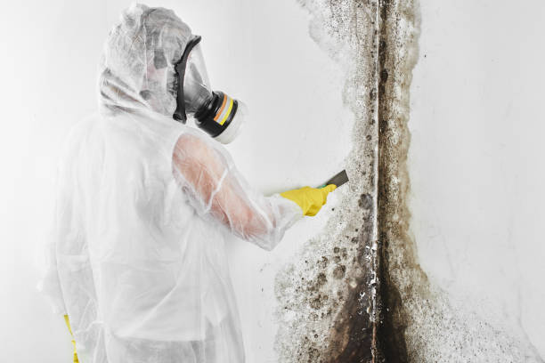 Mold Removal and Inspection in Bethel, WA