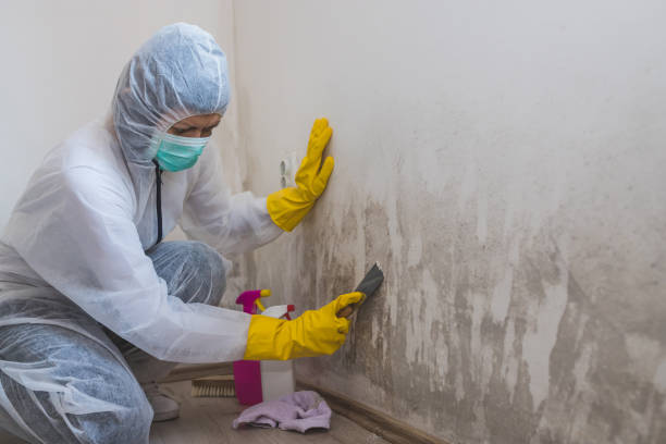 Professional Mold Removal in Bethel, WA