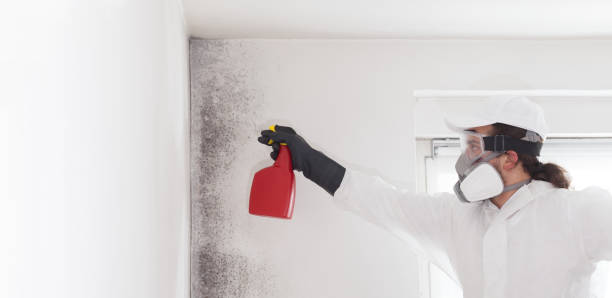 Best Crawl Space Mold Removal  in Bethel, WA