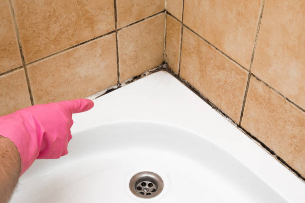 Best Residential Mold Removal  in Bethel, WA