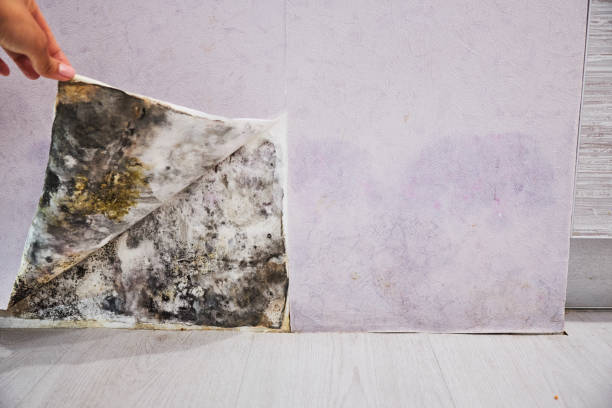 Best Mold Remediation  in Bethel, WA